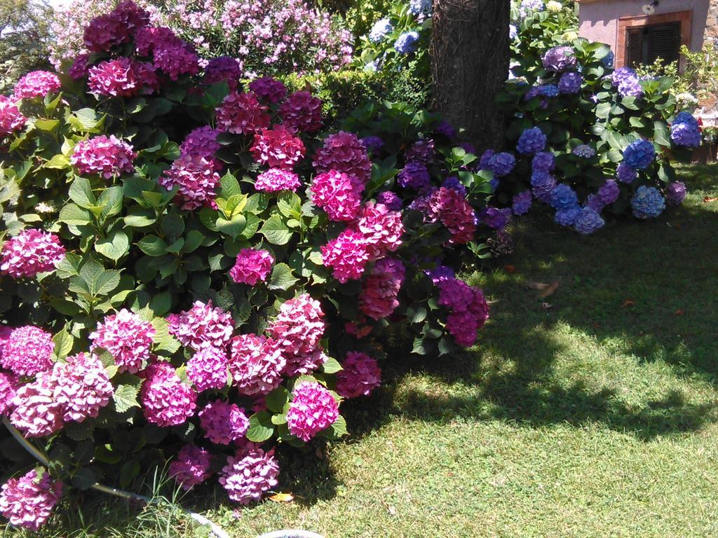 B&B Vigna Rosa Trevignano Romano Buitenkant foto